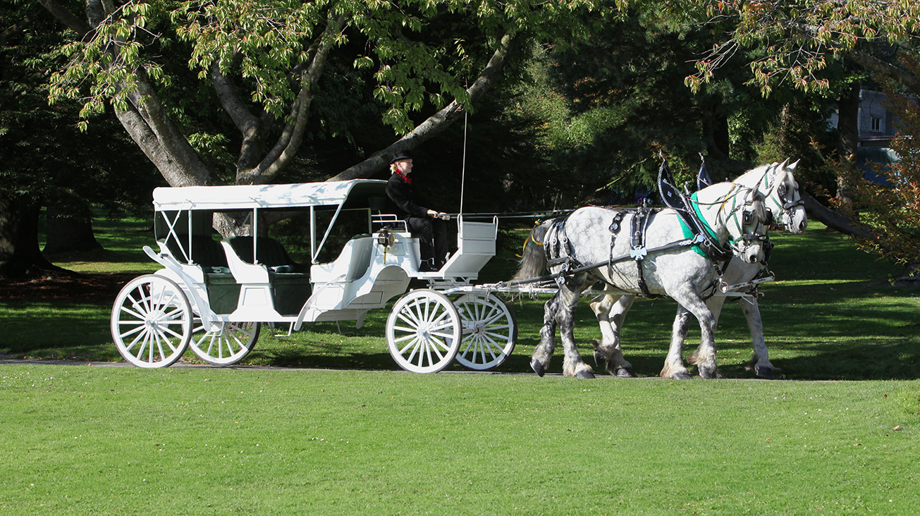 White Limousine